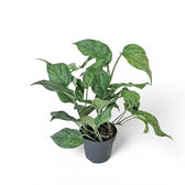 Epipremnum aureum 'Jungle Star' ('Marble green') potted houseplant in nursery pot on white background, product photo 3.