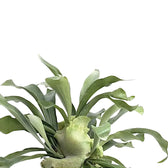 Platycerium bifurcatum 'Netherlands' potted houseplant in nursery pot on white background, product photo 6.