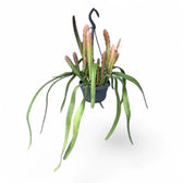 Disocactus (Epiphyllum) ackermannii 'Red tip' – Topfpflanze im Kulturtopf vor weißem Hintergrund, Produktfoto 3.