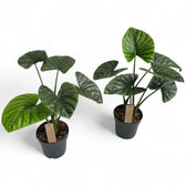 Alocasia 'Lukiwan' (sinuata x alba) potted houseplant in nursery pot on white background, product photo 3.