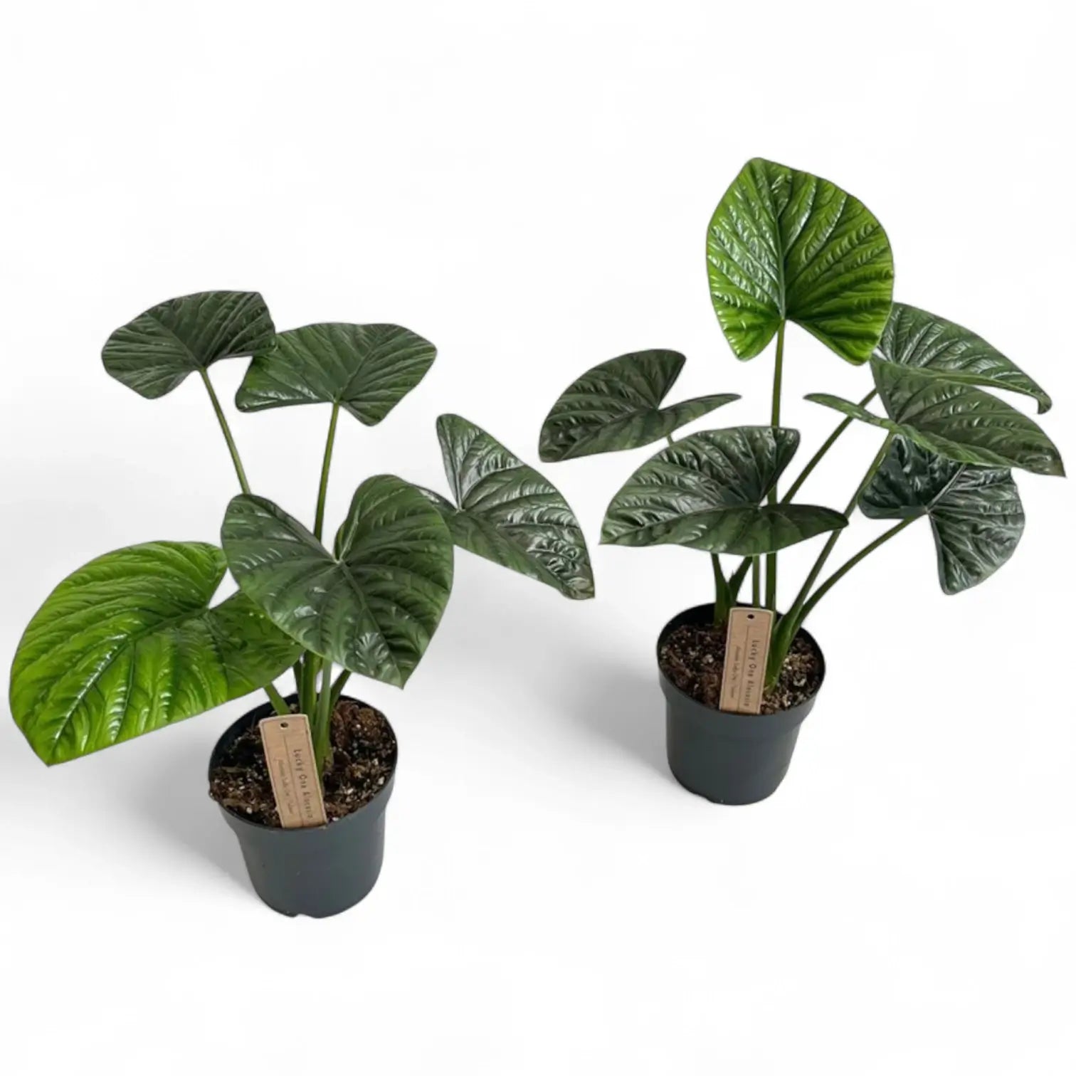 Alocasia 'Lukiwan' (sinuata x alba) potted houseplant in nursery pot on white background, product photo 3.