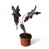 Alocasia sanderiana 'Nobilis' potted houseplant in nursery pot on white background, product photo 3.