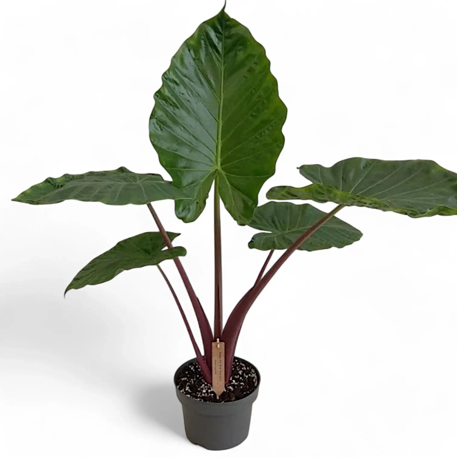 Alocasia 'Imperial Red' – Zimmerpflanze im Kulturtopf auf weißem Hintergrund, Produktfoto 4.