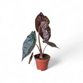 Alocasia suhirmaniana potted houseplant in nursery pot on white background, product photo 5.