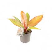 Philodendron 'Prince of Orange' potted houseplant in nursery pot on white background, product photo 9.