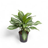 Aglaonema 'Silver Bay' potted houseplant in nursery pot on white background, product photo 6.