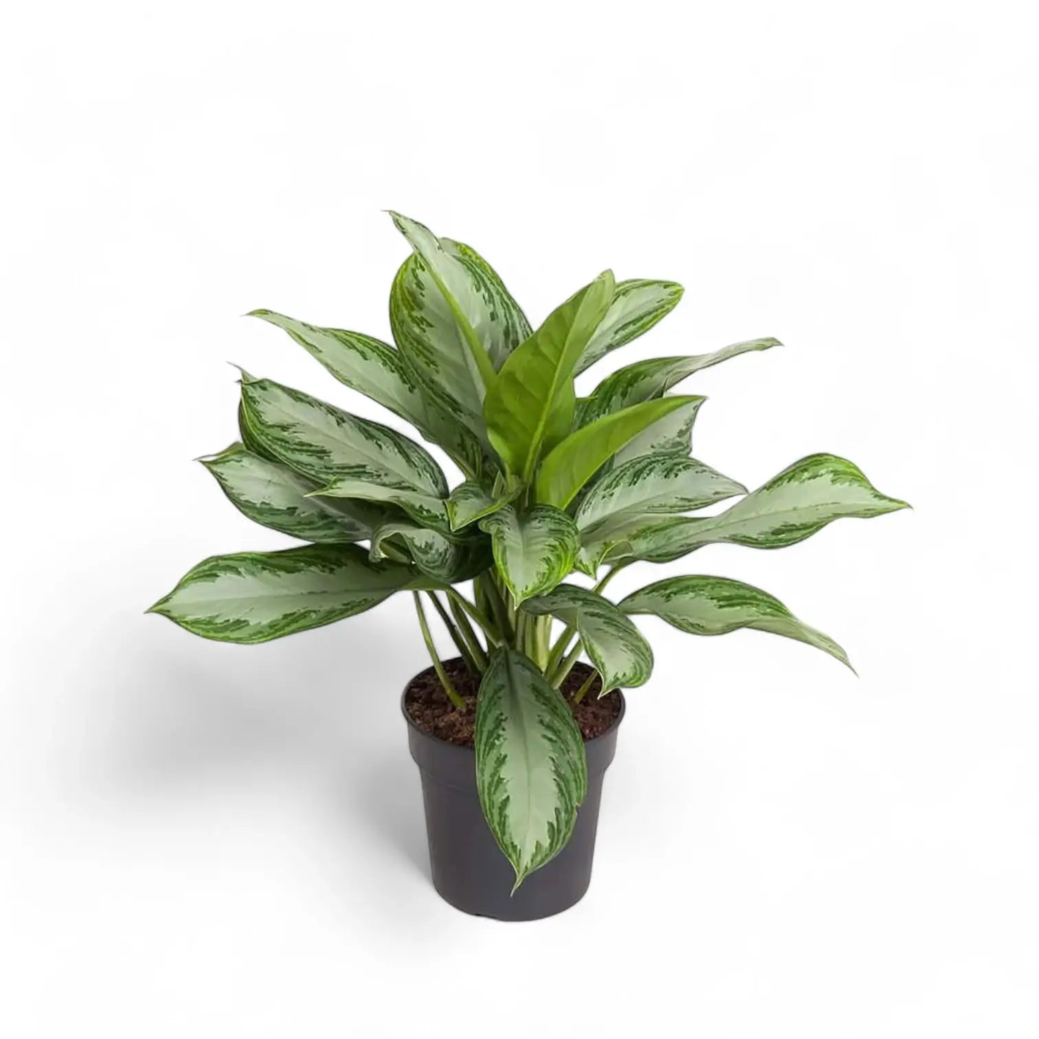 Aglaonema 'Silver Bay' potted houseplant in nursery pot on white background, product photo 6.