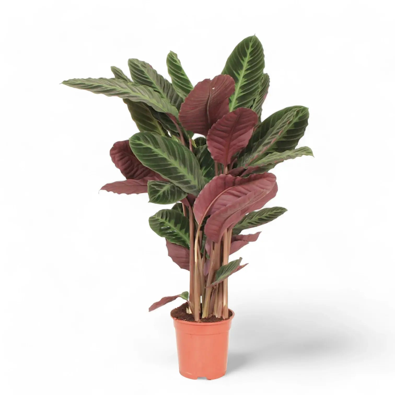 Goeppertia (Calathea) warszewiczii – Zimmerpflanze im Kulturtopf auf weißem Hintergrund, Produktfoto 9.