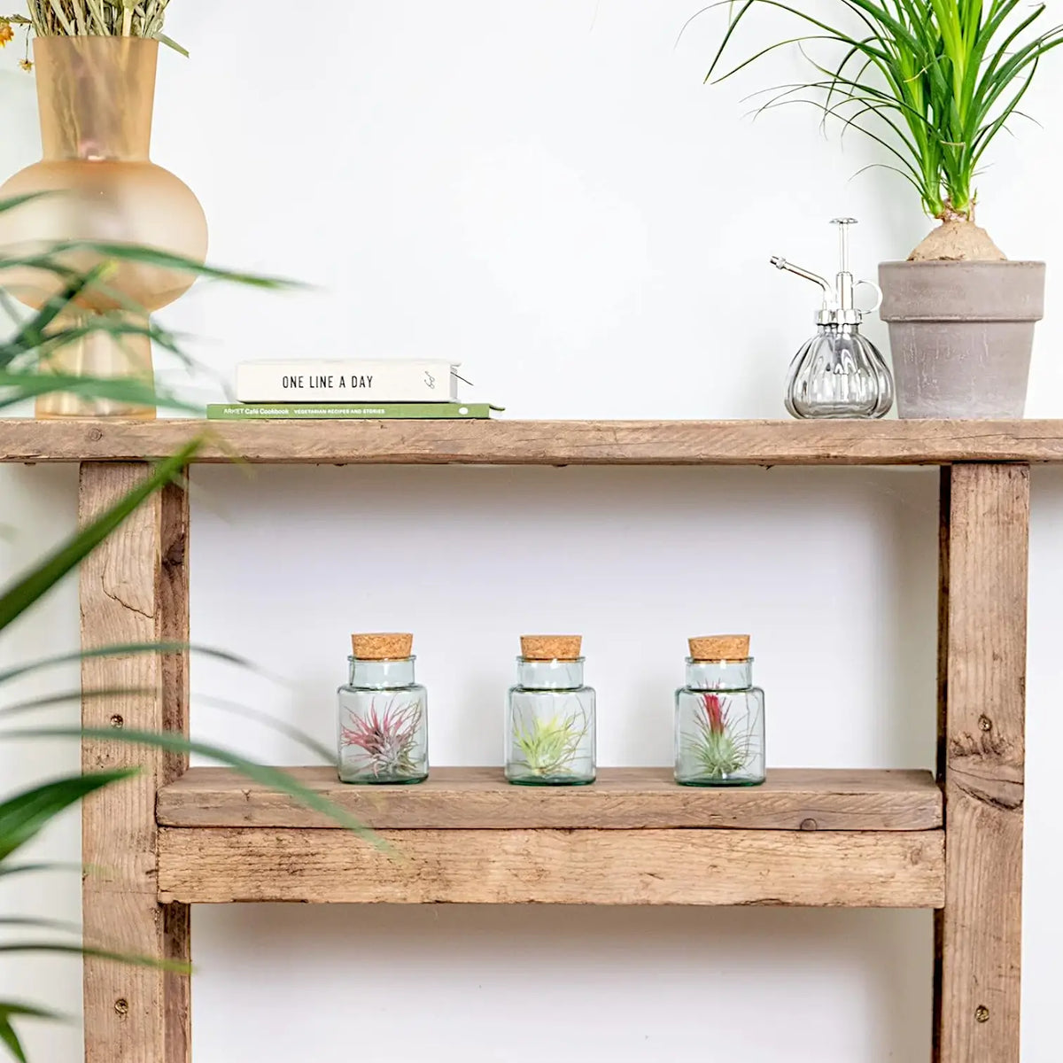 3 x Tillandsia Air Plants in Glass potted houseplant in nursery pot on white background, product photo 8.