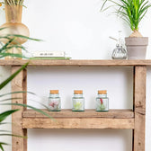 3 x Tillandsia Air Plants in Glass potted houseplant in nursery pot on white background, product photo 8.