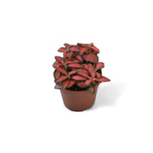 Fittonia albivenis 'Forest Flame' – Topfpflanze im Kulturtopf vor weißem Hintergrund, Produktfoto 3.