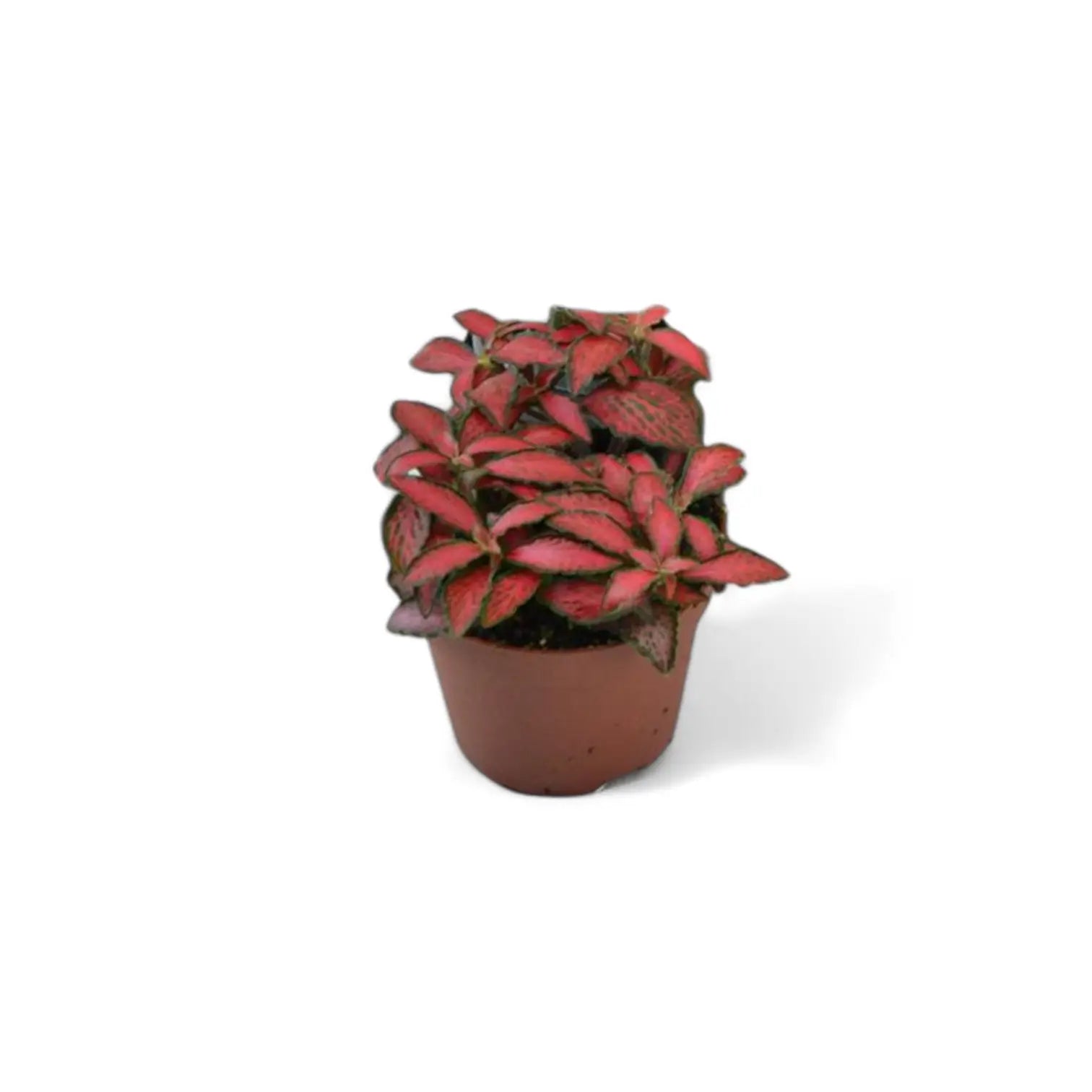 Fittonia albivenis 'Forest Flame' – Topfpflanze im Kulturtopf vor weißem Hintergrund, Produktfoto 3.