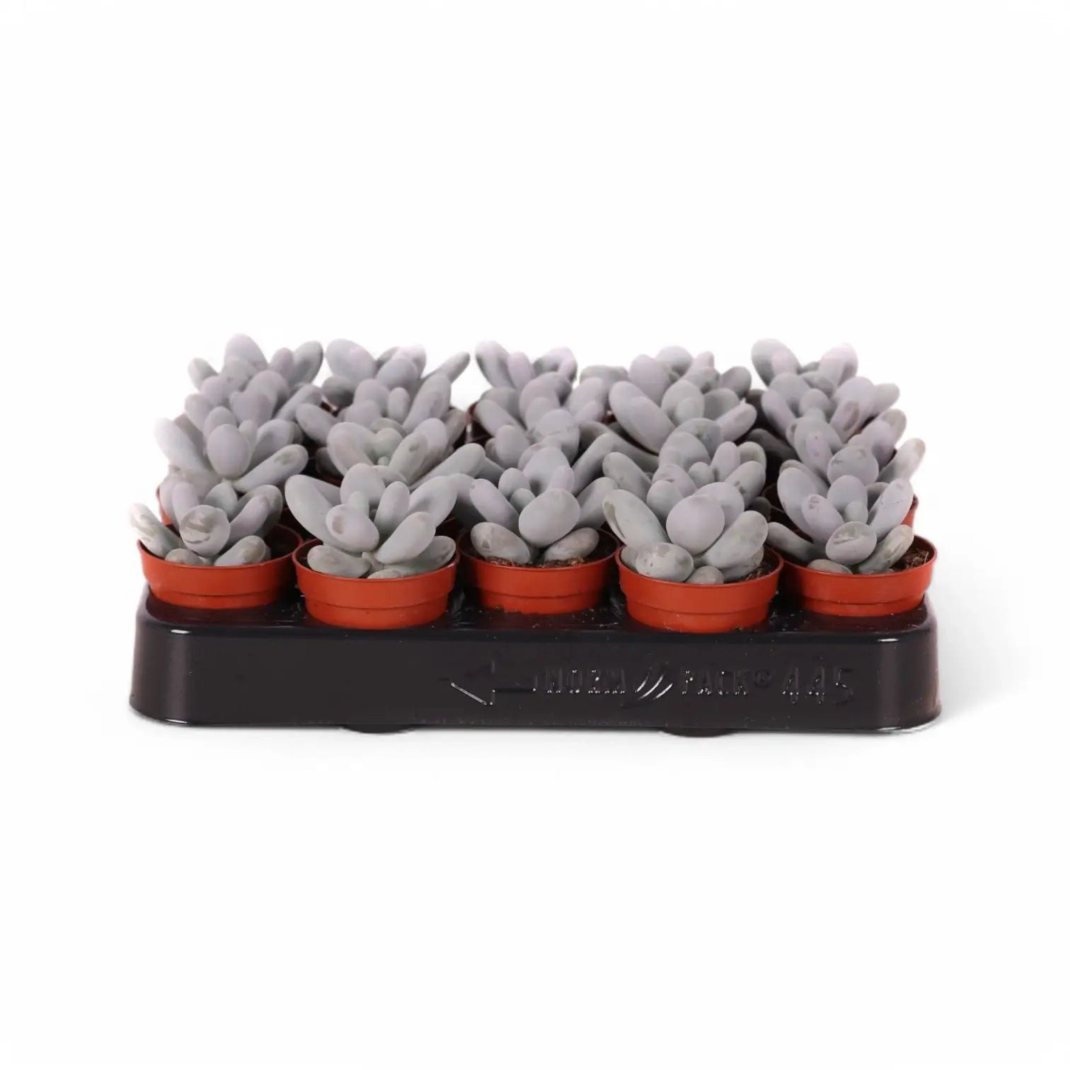 Pachyphytum oviferum 'Pink Moonstones' aka 'Pink Panther' potted houseplant in nursery pot on white background, product photo 3.