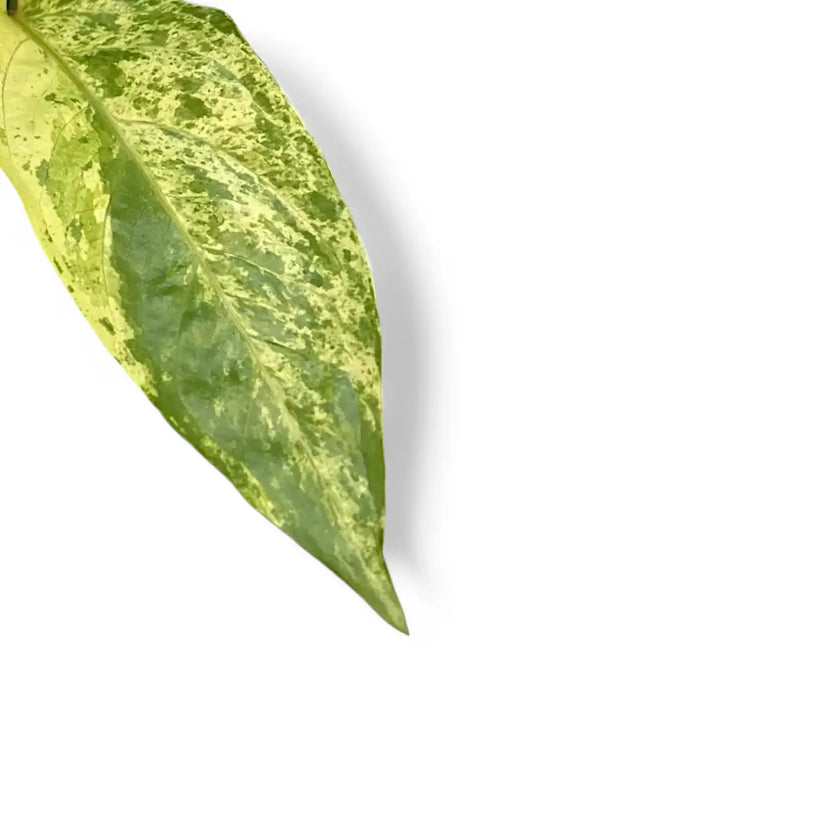 Anthurium hookeri variegata leaf close-up on white background.