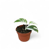Epipremnum pinnatum variegata 'Marble' potted houseplant in nursery pot on white background, product photo 5.