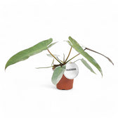Philodendron atabapoense potted houseplant in nursery pot on white background, product photo 5.