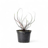 Alocasia macrorrhizos 'Flying Squid' – Topfpflanze im Kulturtopf vor weißem Hintergrund, Produktfoto 5.