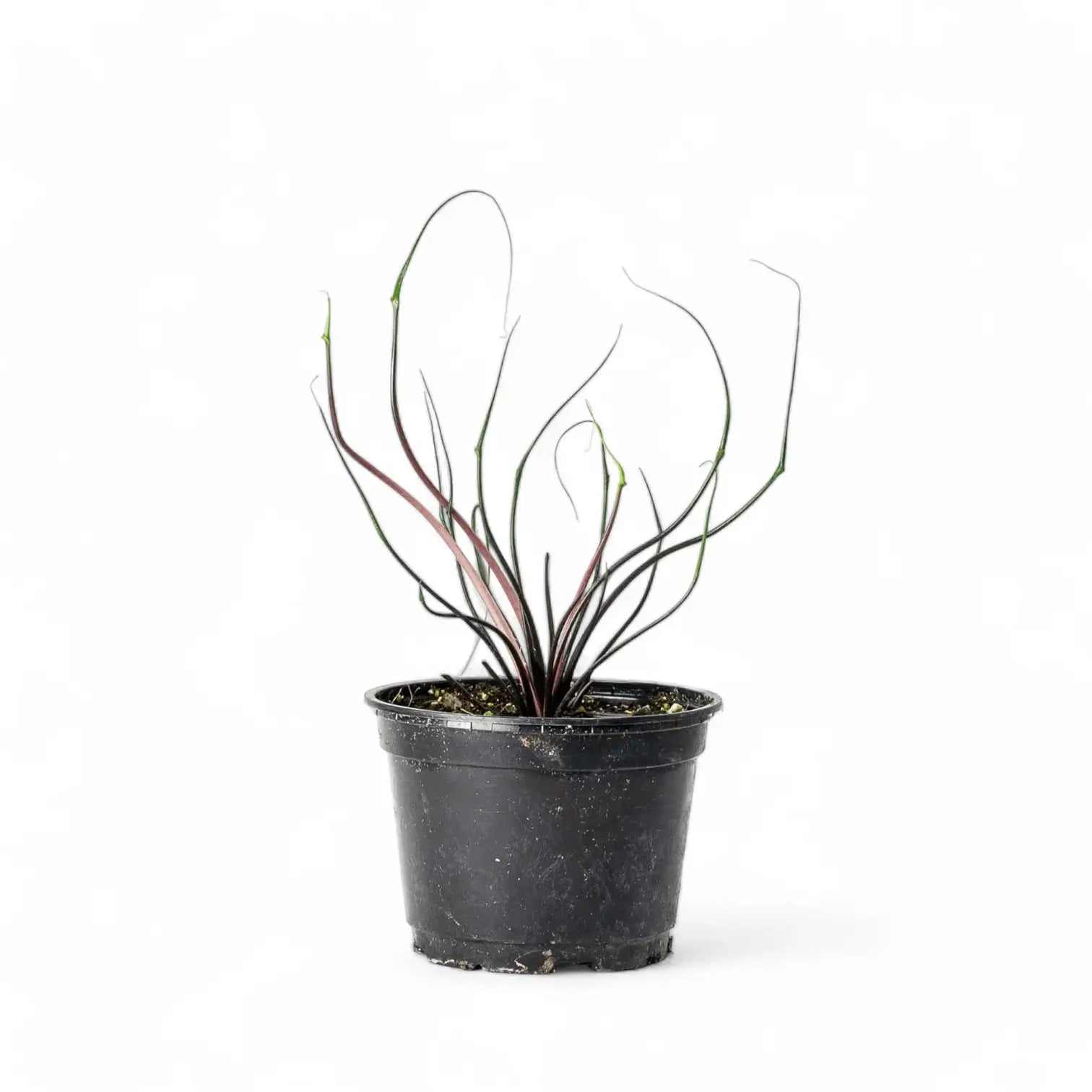 Alocasia macrorrhizos 'Flying Squid' – Topfpflanze im Kulturtopf vor weißem Hintergrund, Produktfoto 5.