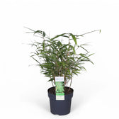Fargesia 'Rufa' potted houseplant in nursery pot on white background, product photo 4.