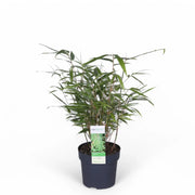 Fargesia 'Rufa' potted houseplant in nursery pot on white background, product photo 4.