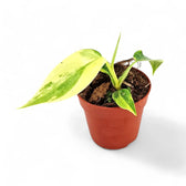 Philodendron 'Florida Beauty' ('Magic Mask') – Zimmerpflanze im Kulturtopf auf weißem Hintergrund, Produktfoto 4.