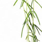 Hoya linearis potted houseplant in nursery pot on white background, product photo 10.