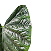 Alocasia 'Lukiwan' (sinuata x alba) leaf close-up on white background.