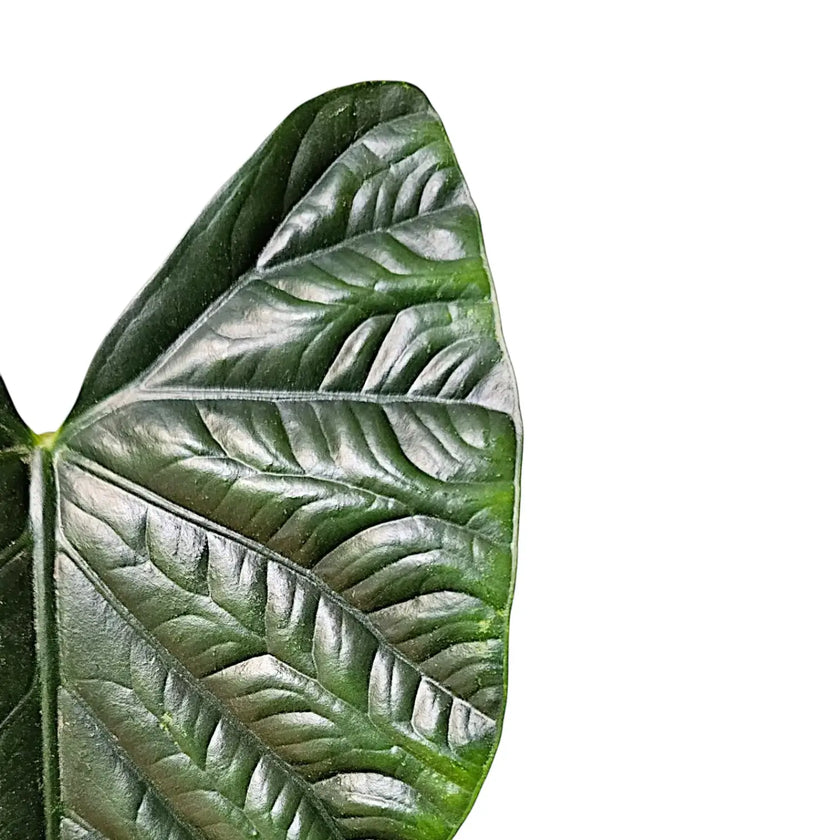 Alocasia 'Lukiwan' (sinuata x alba) leaf close-up on white background.