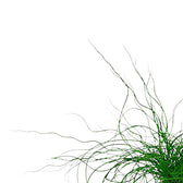 Juncus effusus 'Spiralis' ('Liebeslocken') leaf close-up on white background.