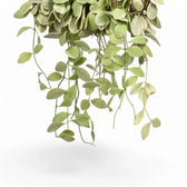 Dischidia oiantha variegata leaf close-up on white background.