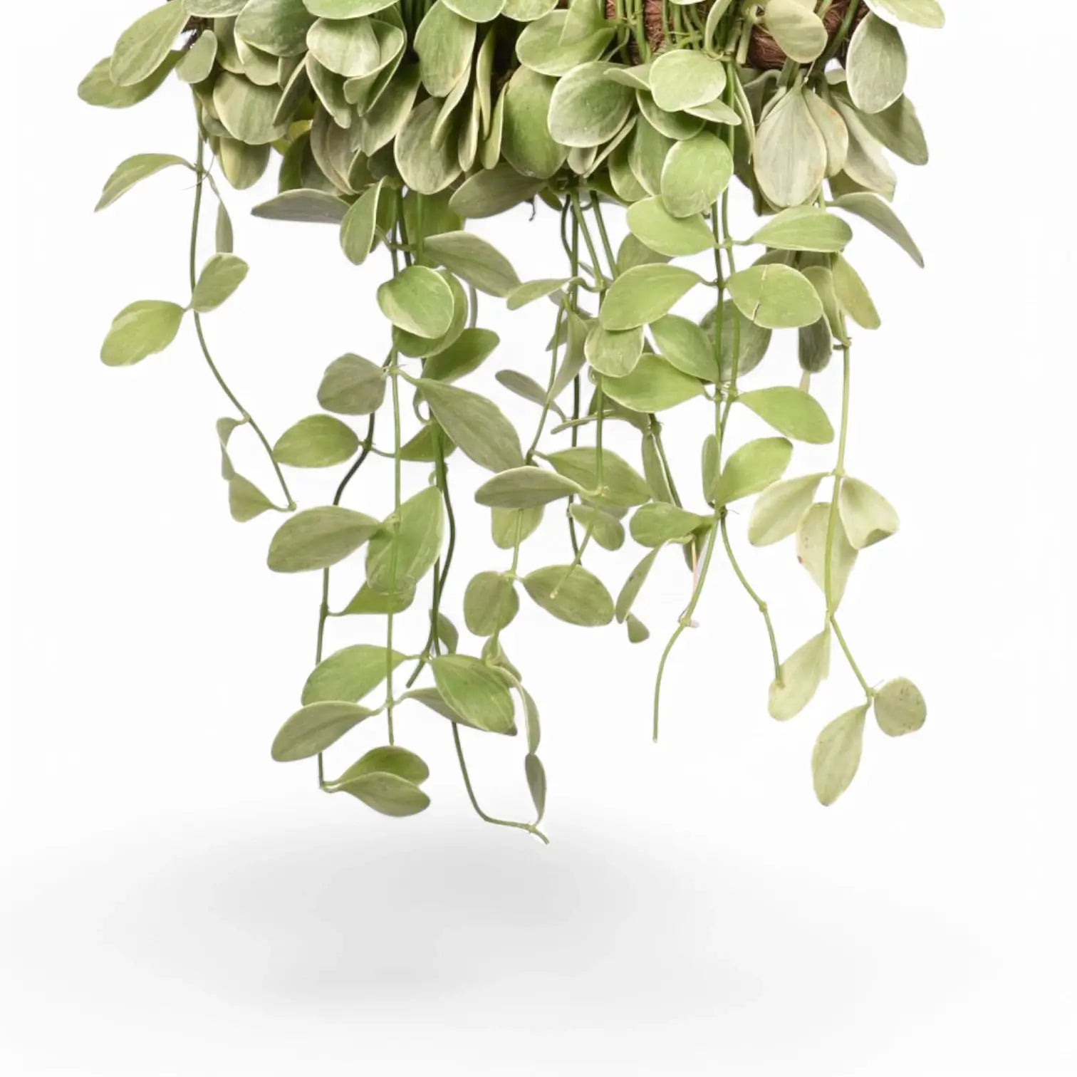 Dischidia oiantha variegata leaf close-up on white background.