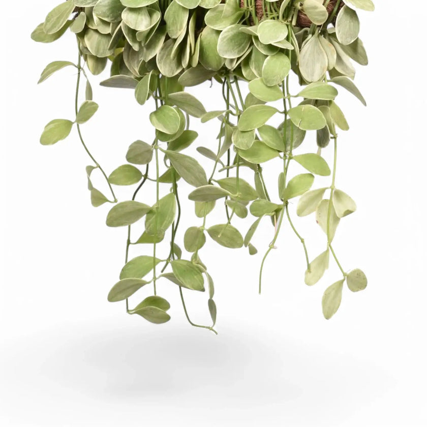 Dischidia oiantha variegata leaf close-up on white background.