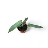 Philodendron atabapoense potted houseplant in nursery pot on white background, product photo 2.