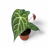 Anthurium regale x magnificum potted houseplant in nursery pot on white background, product photo 2.