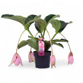 Medinilla magnifica – Zimmerpflanze im Kulturtopf auf weißem Hintergrund, Produktfoto 2.