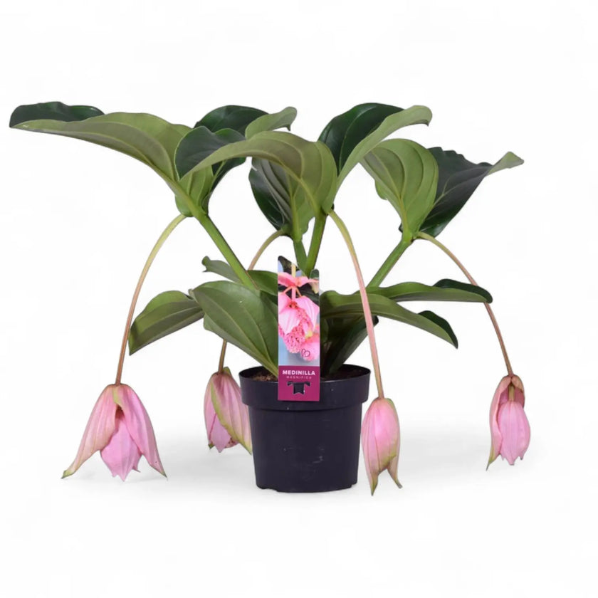 Medinilla magnifica – Zimmerpflanze im Kulturtopf auf weißem Hintergrund, Produktfoto 2.