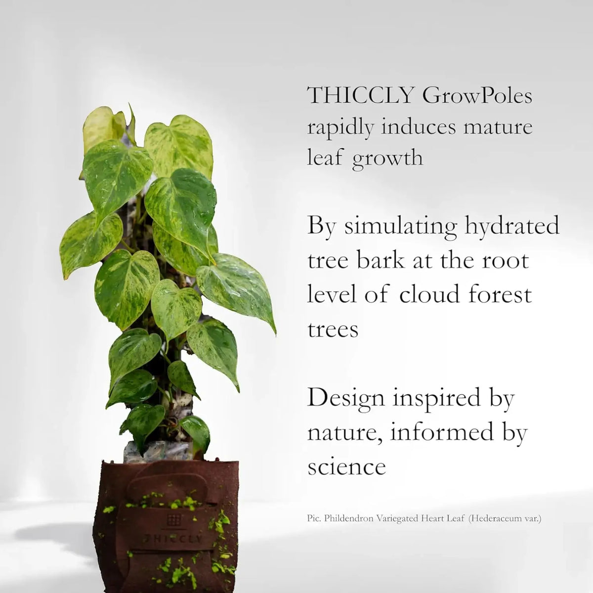 THICCLY® GrowPole™ - ultimative Pflanzenstütze vor weißem Hintergrund, Produktfoto 6.