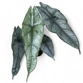 Alocasia heterophylla 'Dragon's Breath' potted houseplant in nursery pot on white background, product photo 7.