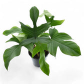 Philodendron squamiferum – Topfpflanze im Kulturtopf vor weißem Hintergrund, Produktfoto 9.