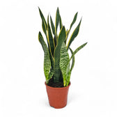 Dracaena (Sansevieria) trifasciata 'Laurentii' potted houseplant in nursery pot on white background, product photo 13.