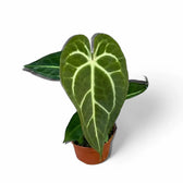 Anthurium regale x magnificum potted houseplant in nursery pot on white background, product photo 5.