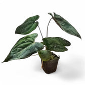 Anthurium papillilaminum – Topfpflanze im Kulturtopf vor weißem Hintergrund, Produktfoto 3.