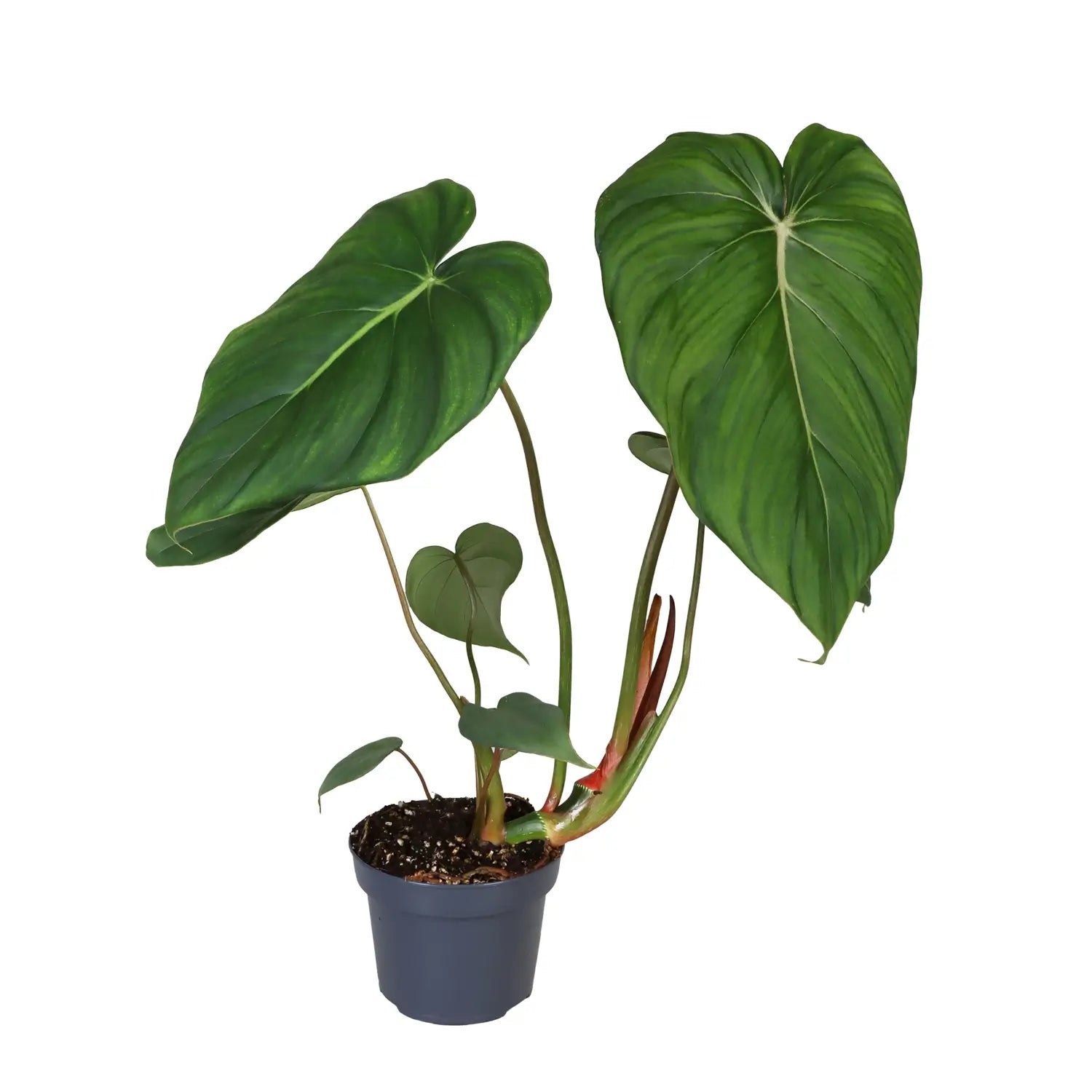 Philodendron 'Dean McDowell' (gloriosum x pastazanum) potted houseplant in nursery pot on white background, product photo 9.