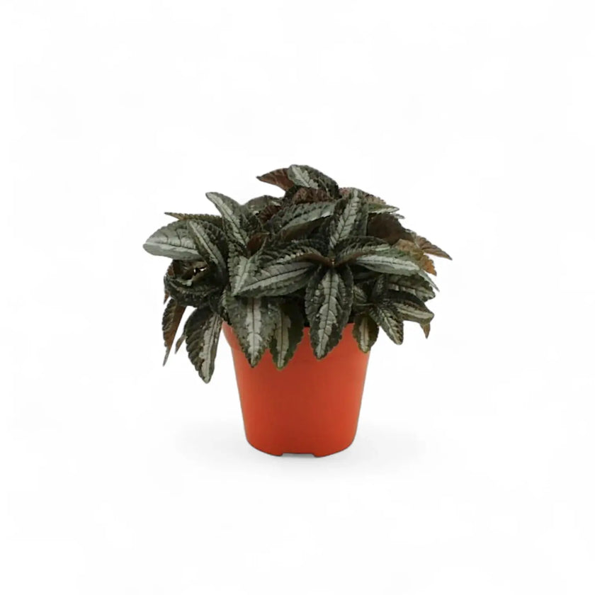 Pilea pubescens 'Silver Tree' potted houseplant in nursery pot on white background, product photo 2.