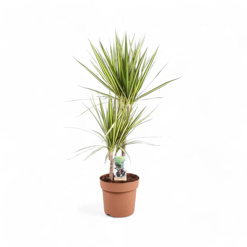 Dracaena reflexa var. angustifolia 'Sunray' – Topfpflanze im Kulturtopf vor weißem Hintergrund, Produktfoto 3.
