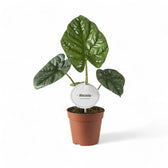 Alocasia 'Lukiwan' (sinuata x alba) potted houseplant in nursery pot on white background, product photo 4.
