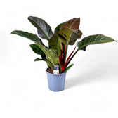 Philodendron 'Imperial red' – Zimmerpflanze im Kulturtopf auf weißem Hintergrund, Produktfoto 7.