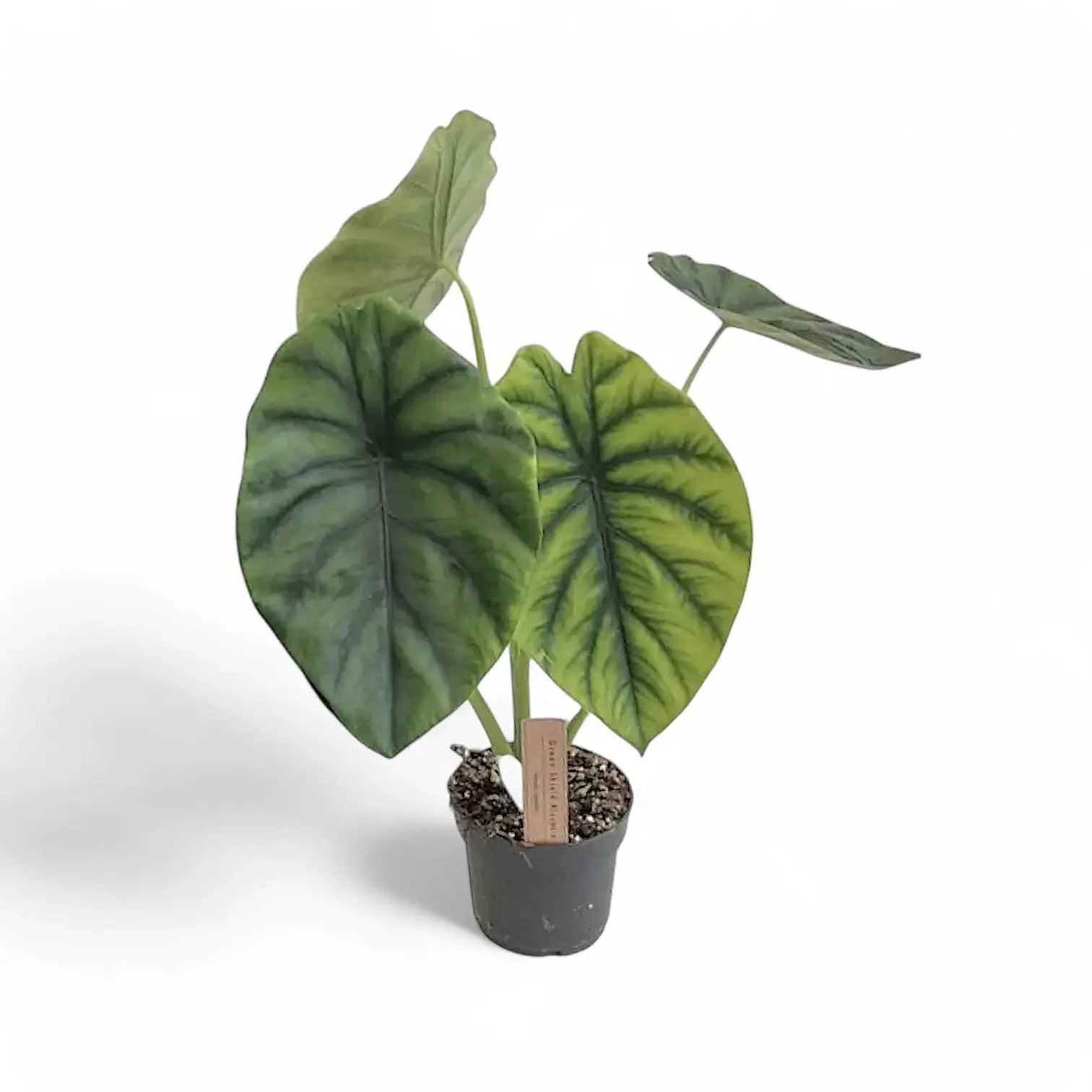Alocasia clypeolata 'Green shield' potted houseplant in nursery pot on white background, product photo 11.