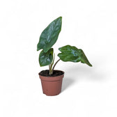 Alocasia nycteris 'Batwing' – Topfpflanze im Kulturtopf vor weißem Hintergrund, Produktfoto 2.