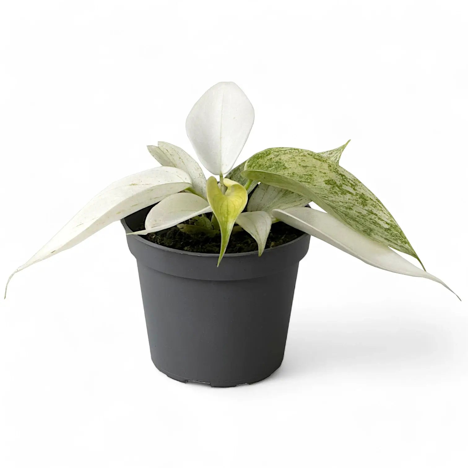 Philodendron 'Florida Ghost' potted houseplant in nursery pot on white background, product photo 6.